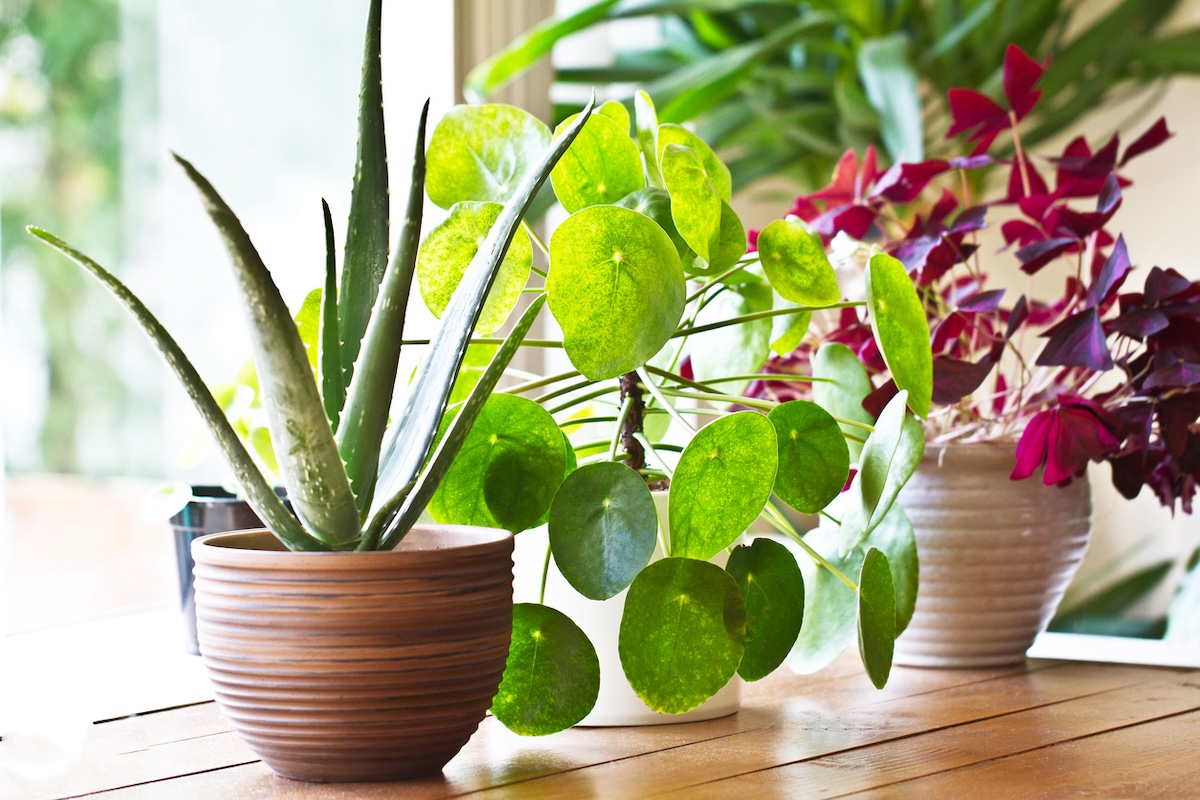 Several small houseplants sitting in a south-facing window inside a home.