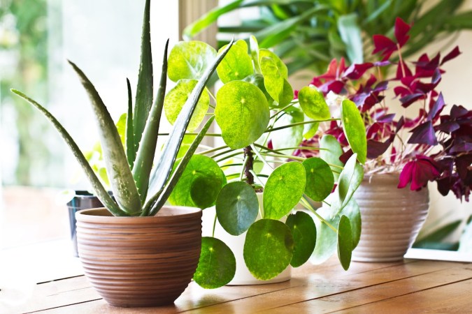 20 Low-Light Houseplants You Can Grow Practically Anywhere