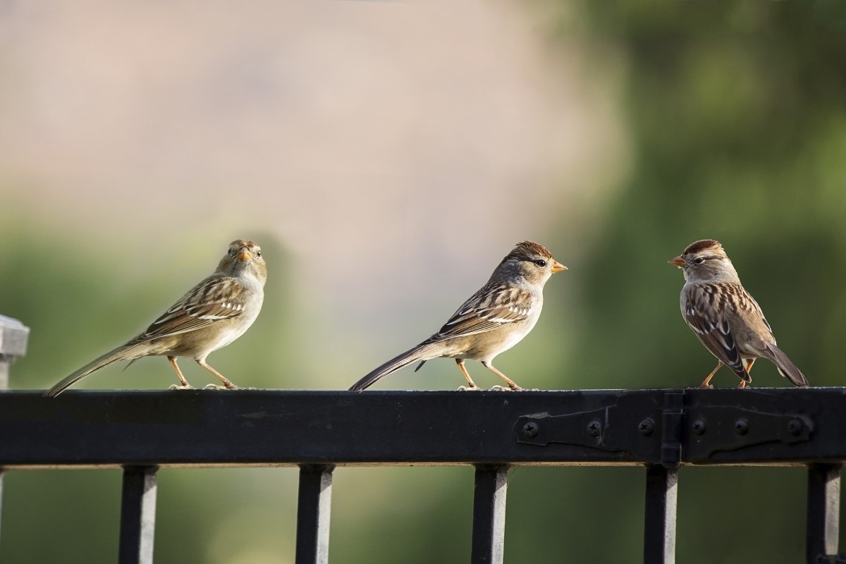 Three small birds on porch rail.