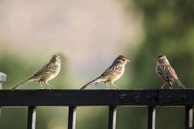 How to Keep Birds Off of Your Porch (Without Harming Them)