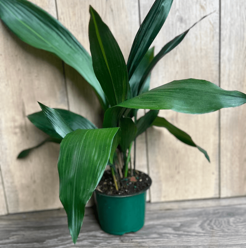 A cast iron houseplant sitting on the floor inside a home.