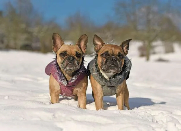 Two dogs in snow in jackets
