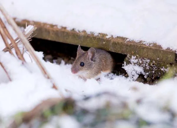 Mouse in gutter during the winter