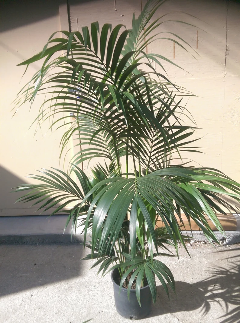 A kentia palm tree potted as a houseplant for an indoor palm plant.