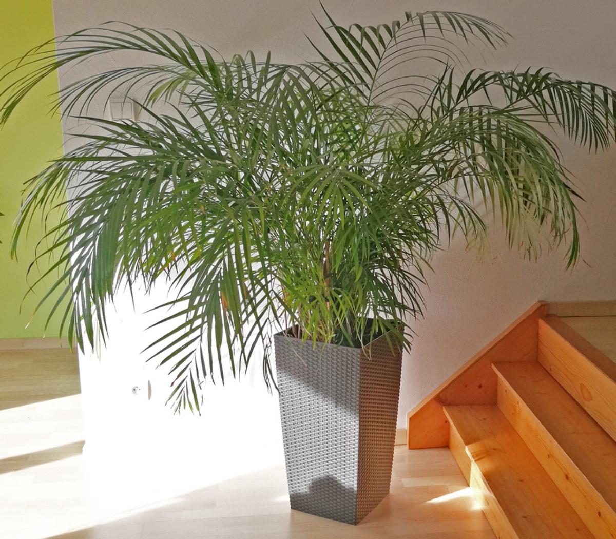 Large parlor palm next to stairs.