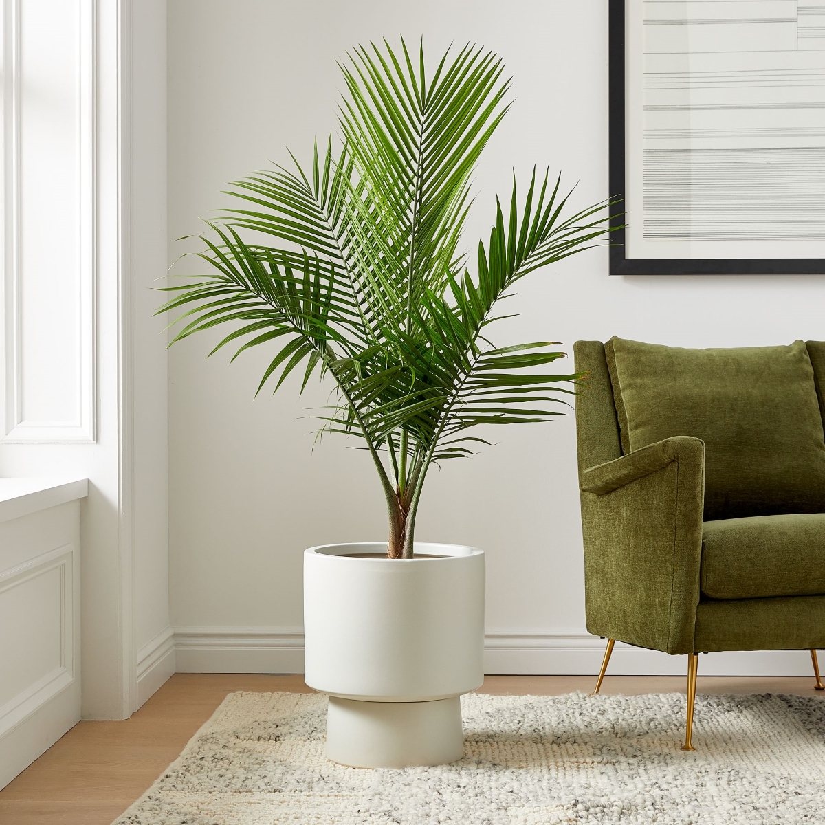 Large Large majesty palm plant in living room.