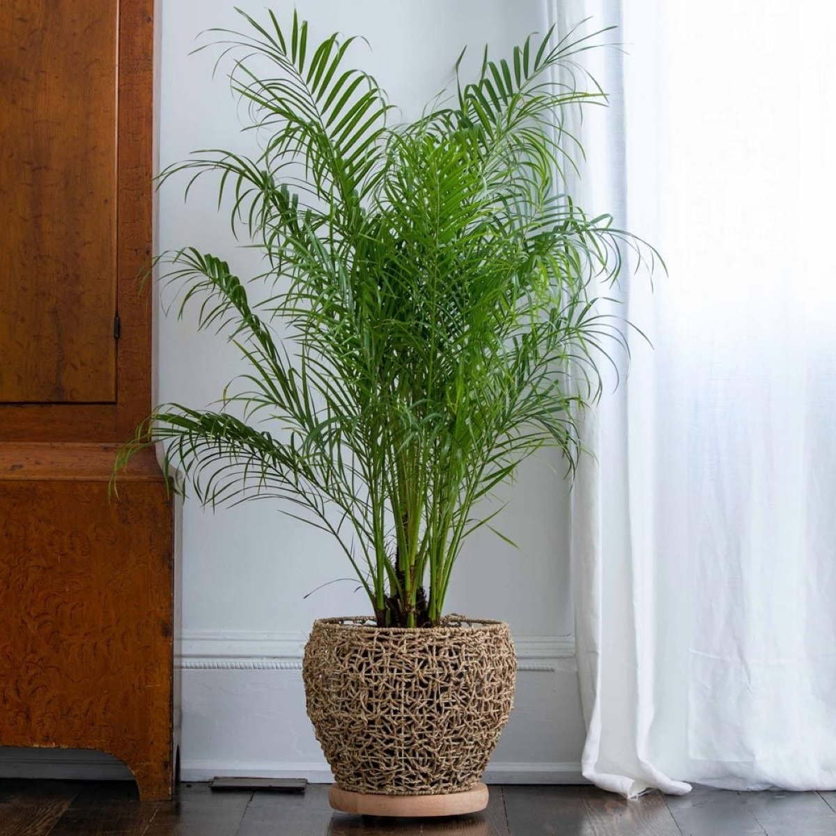 Pygmy date palm plant in woven pot.