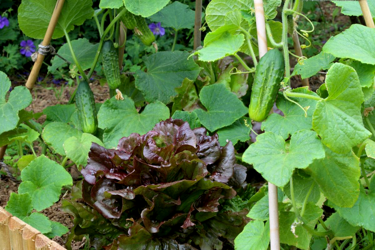 A red cabbage plant serving as a companion plant between two fruiting cucumber plants in a raised garden bed.