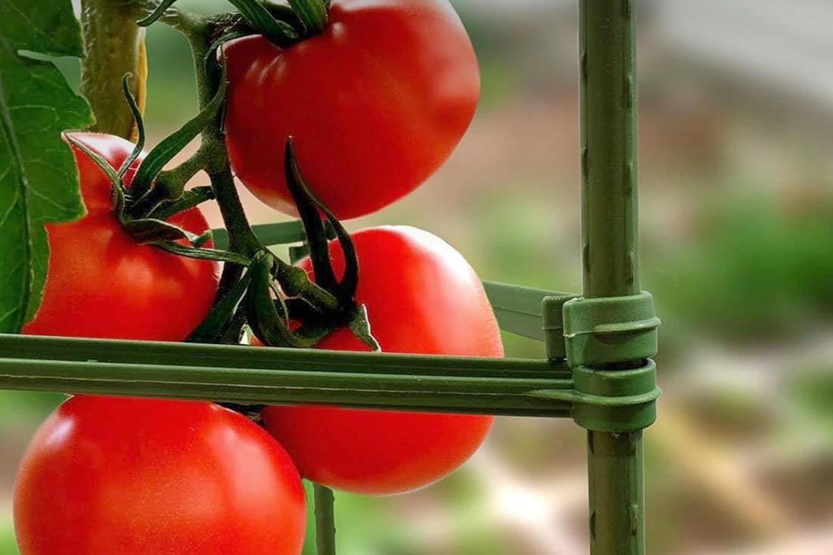 The Best Tomato Cages Option