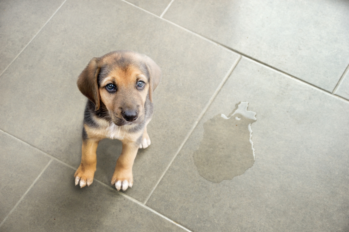Small puppy next to accident on floor.