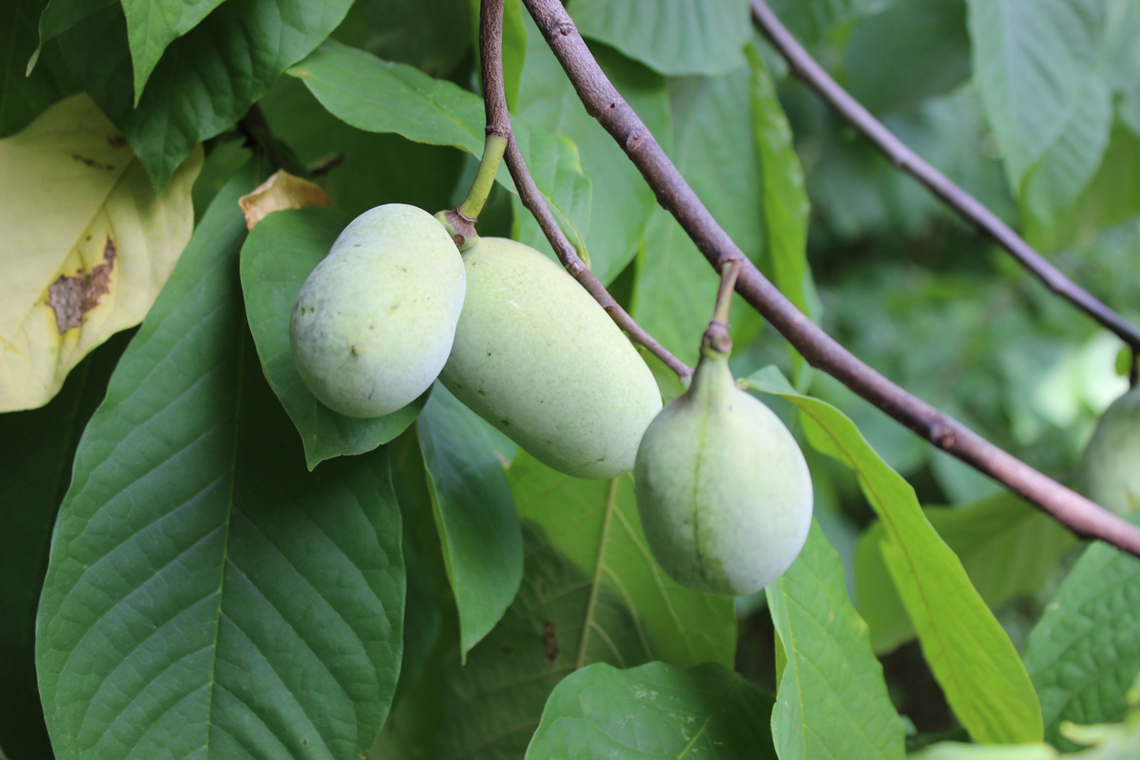 Three pawpaw growing on a branch.