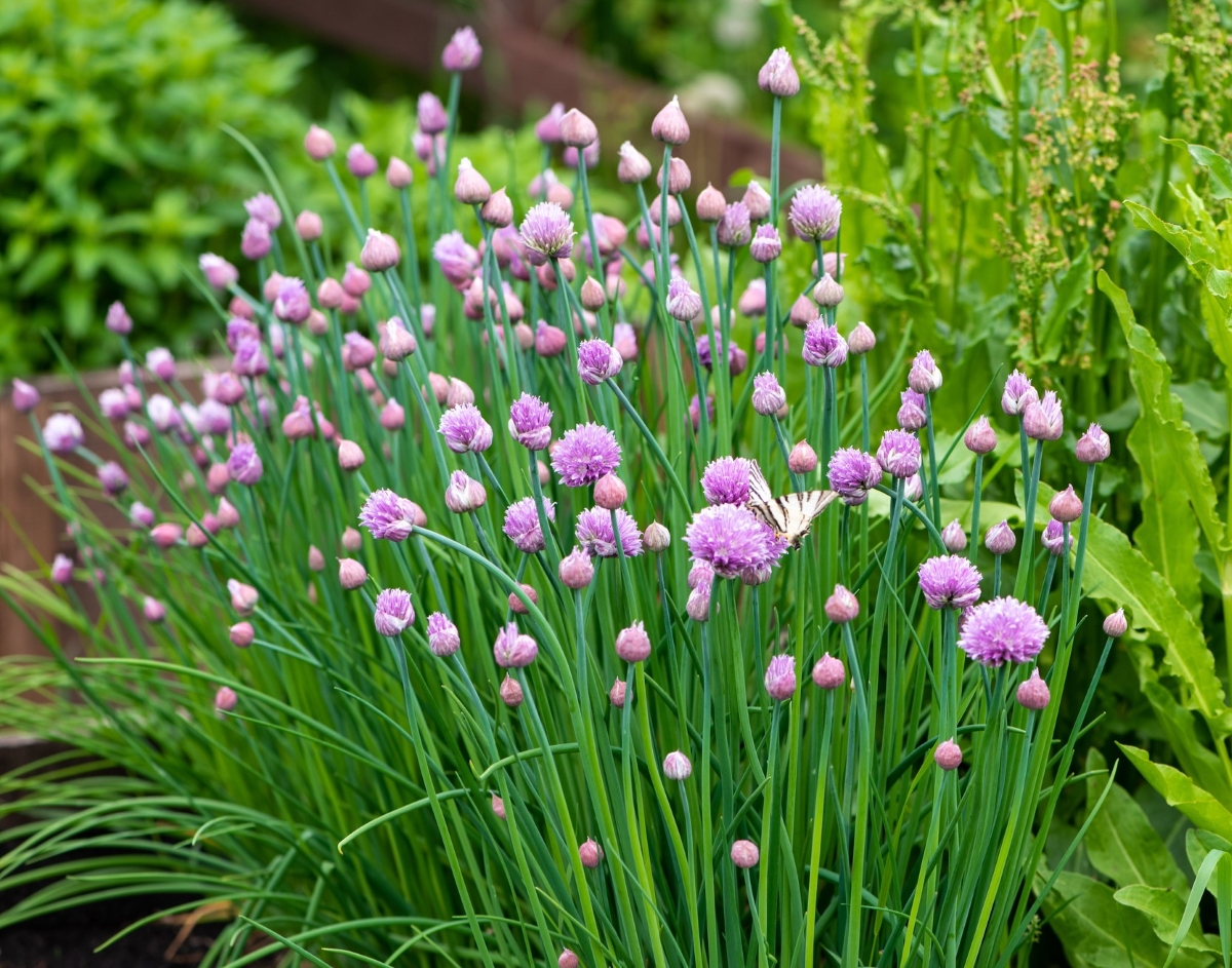 Bloomed pink round chive flowers.
