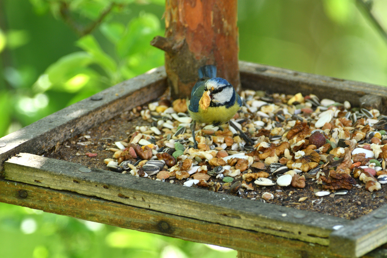 Small songbird eats birdseed an eggshells from rectangular bird feeder platform.
