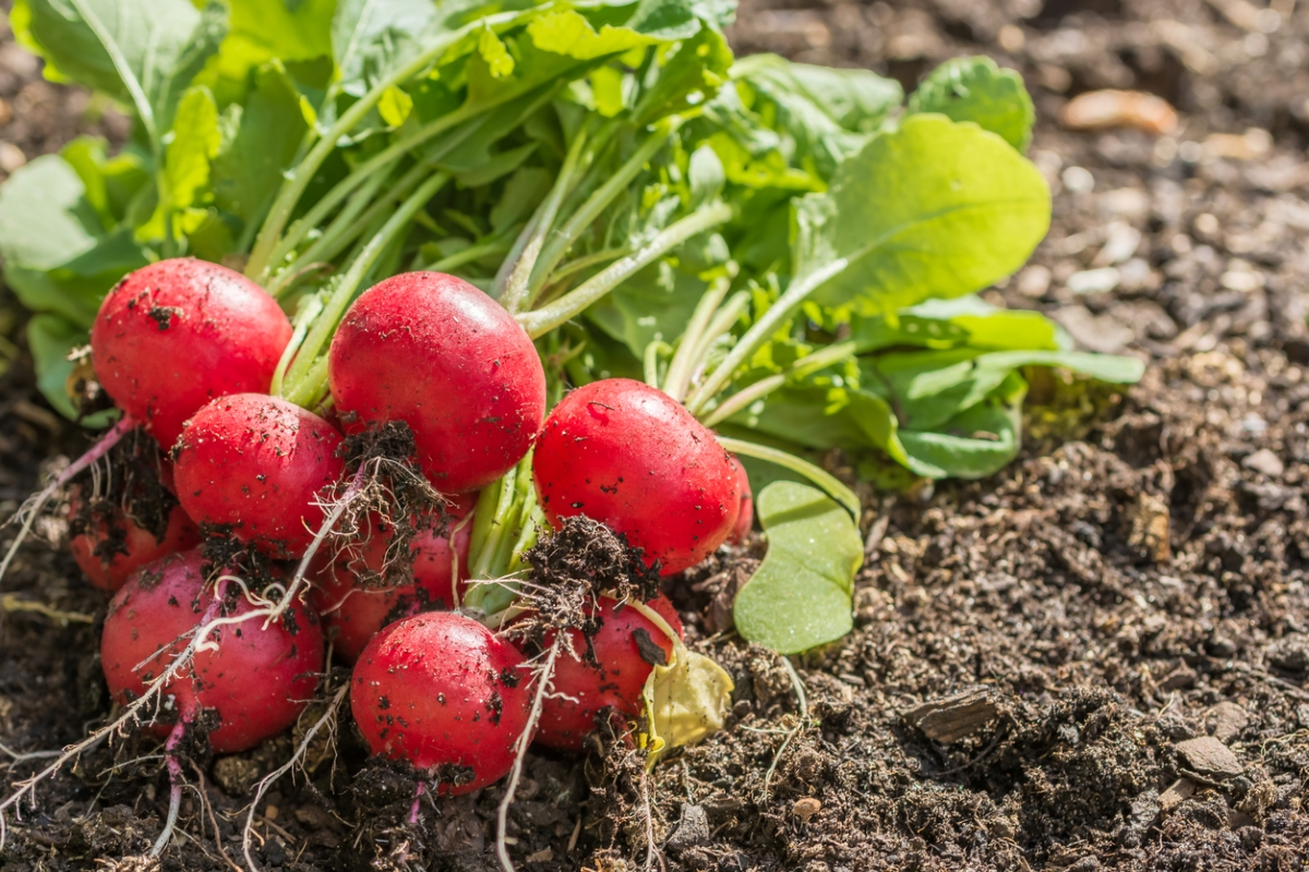 Pulled radishes lying in soil.