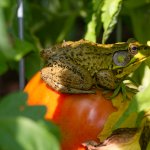 Attracting Frogs And Toads to Your Garden: Easy Tips for Success