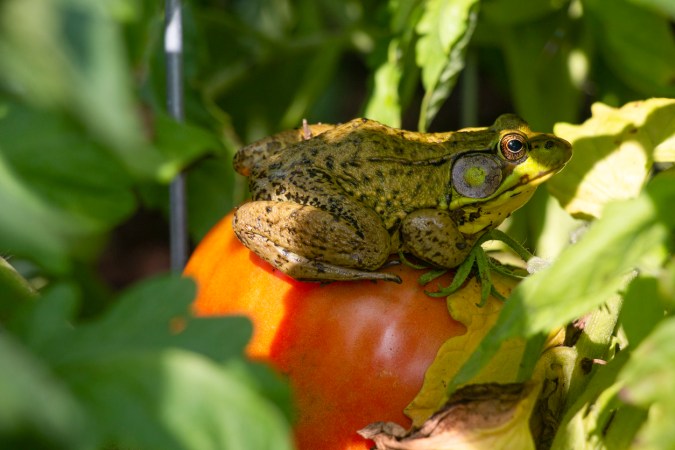 How to Attract Frogs and Toads to Your Yard—and Why You Should