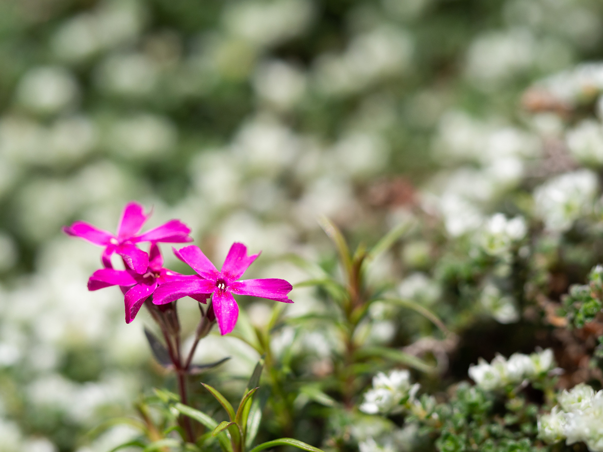 Groundcover-plant-Columbia-phlox-peeks-up-after-winter.