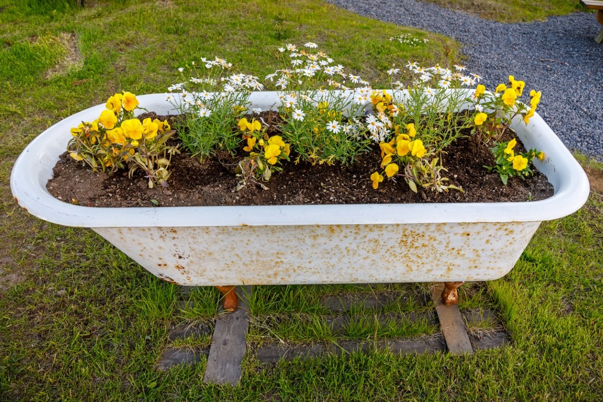 An old bathtub is used as a flower garden.