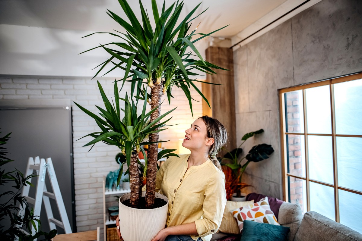 A-young-woman-holds-a-large-tropical-plant-in-a-pot-as-she-decorates-her-living-room.