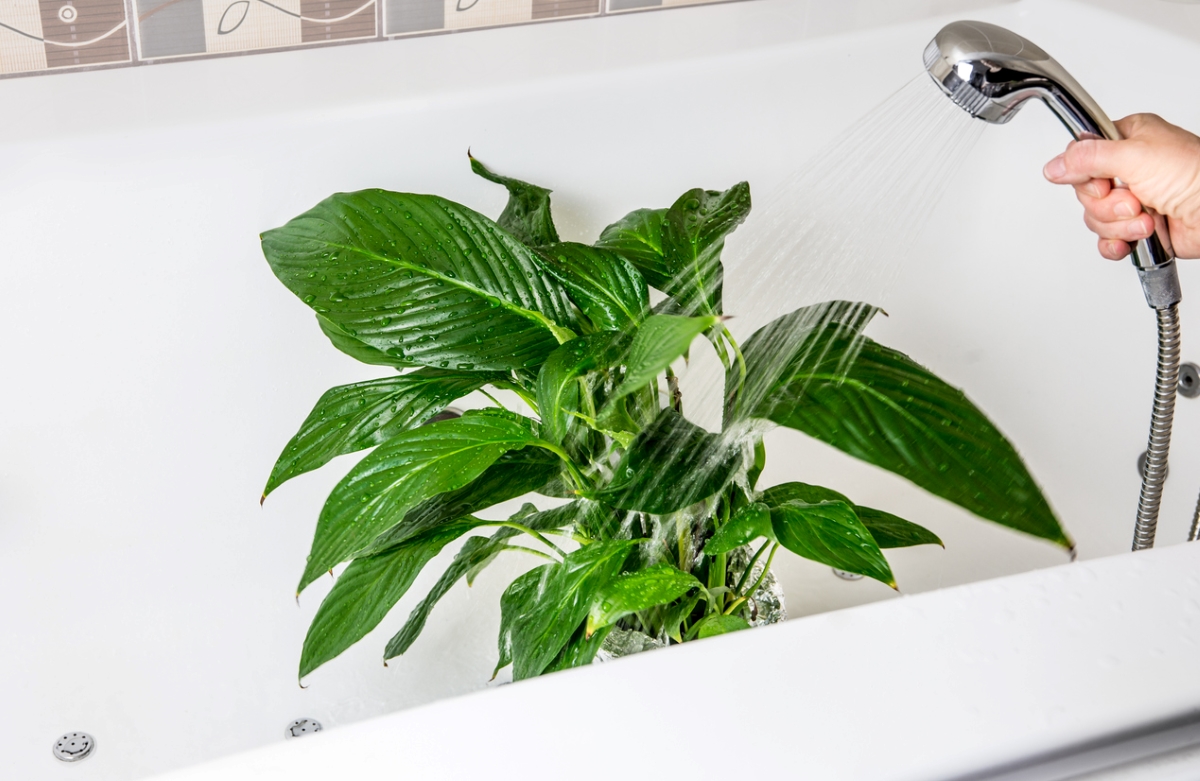 Watering house plant in tub with showerhead.
