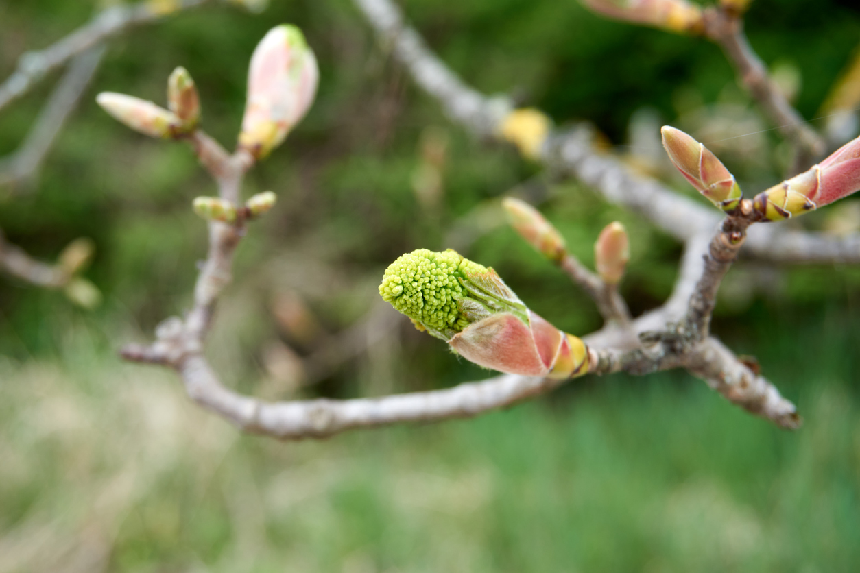 Green-buds-emerge-on-a-tree-branch.