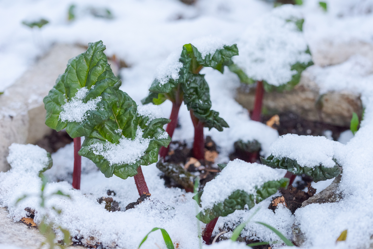 Small-shoots-of-rhubarb-plant-emerge-from-snowy-ground.