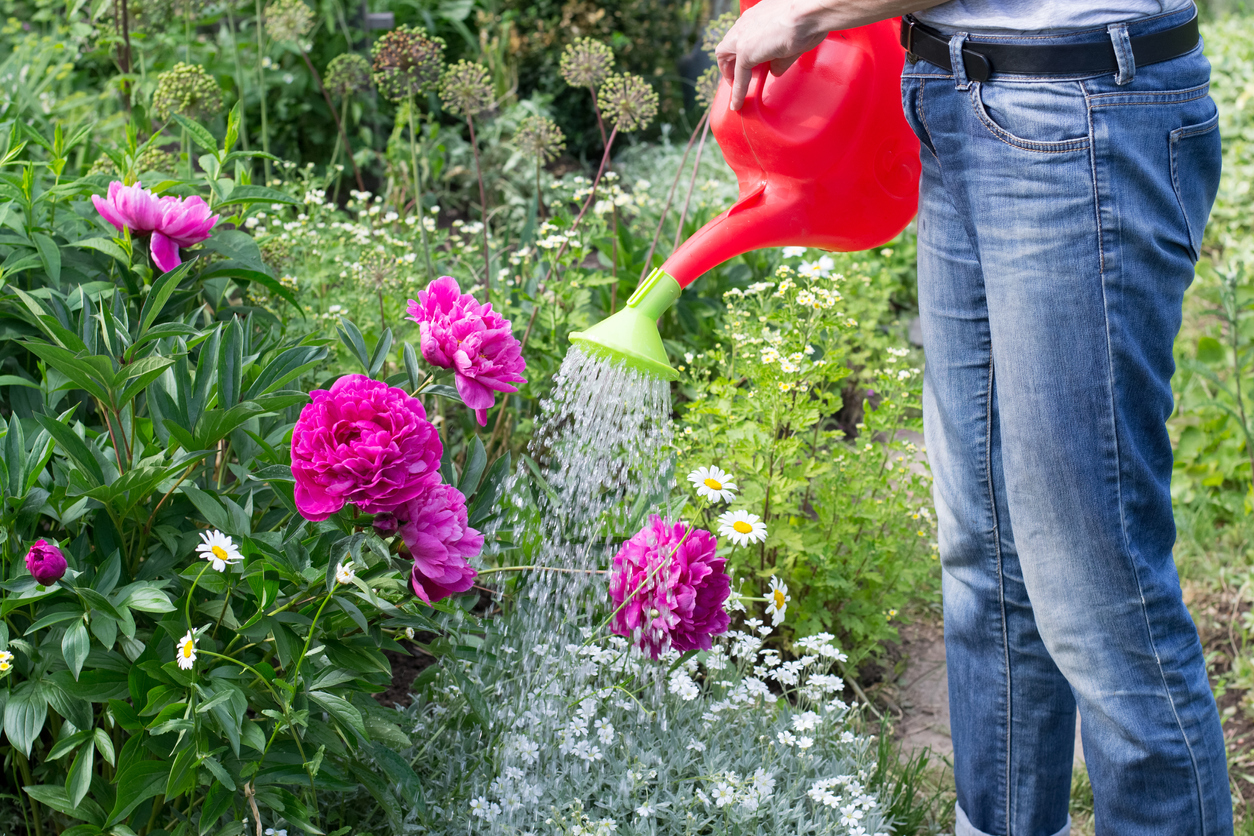 Man in jeans uses red watering can to water peony bush.