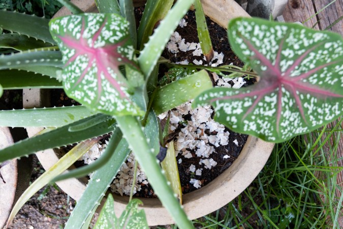 7 Types of Plant Covers All Home Gardeners Should Know