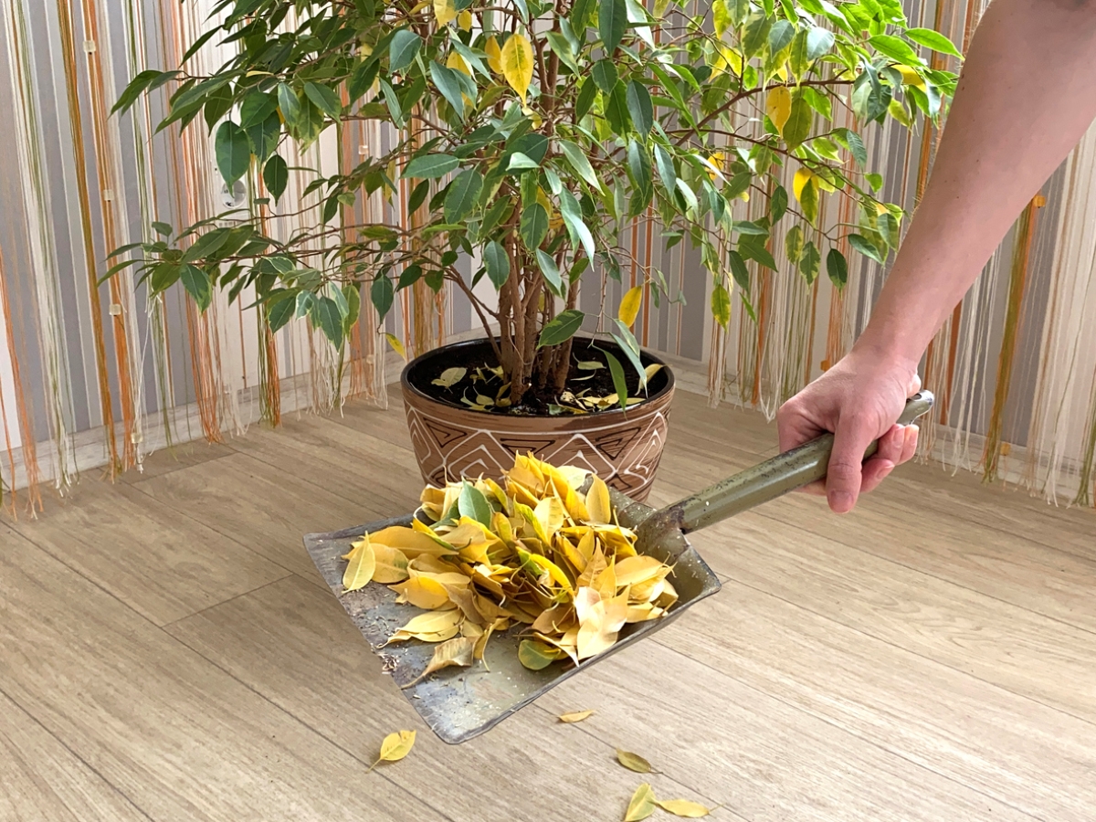 Holding dust pan with fallen leaves next to houseplant.