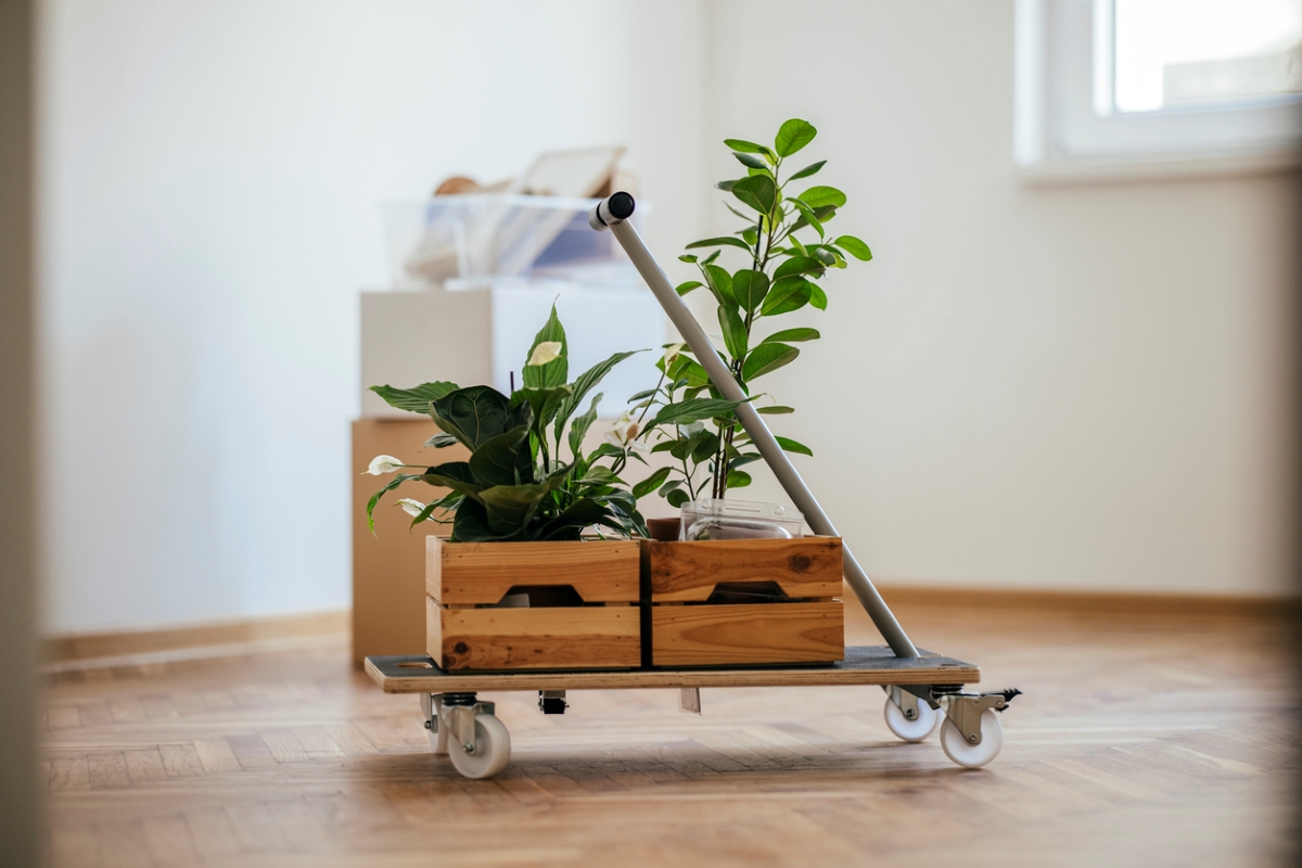 Plants on moving cart.