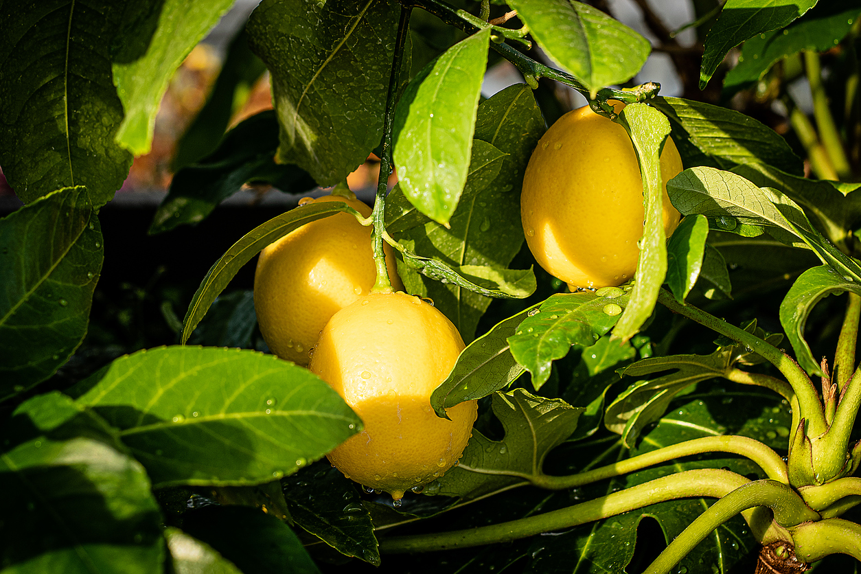 Meyer lemons growing outdoors on lemon tree.