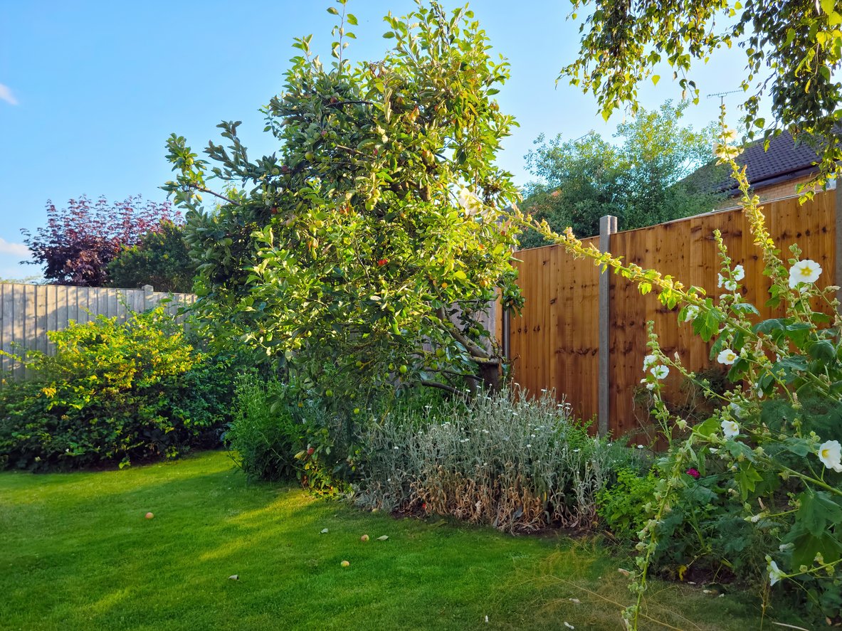 Sunny backyard with fence and fruit trees growing.