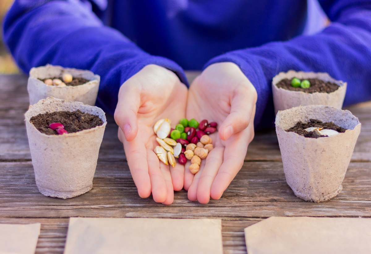Person holding seeds next to pots.