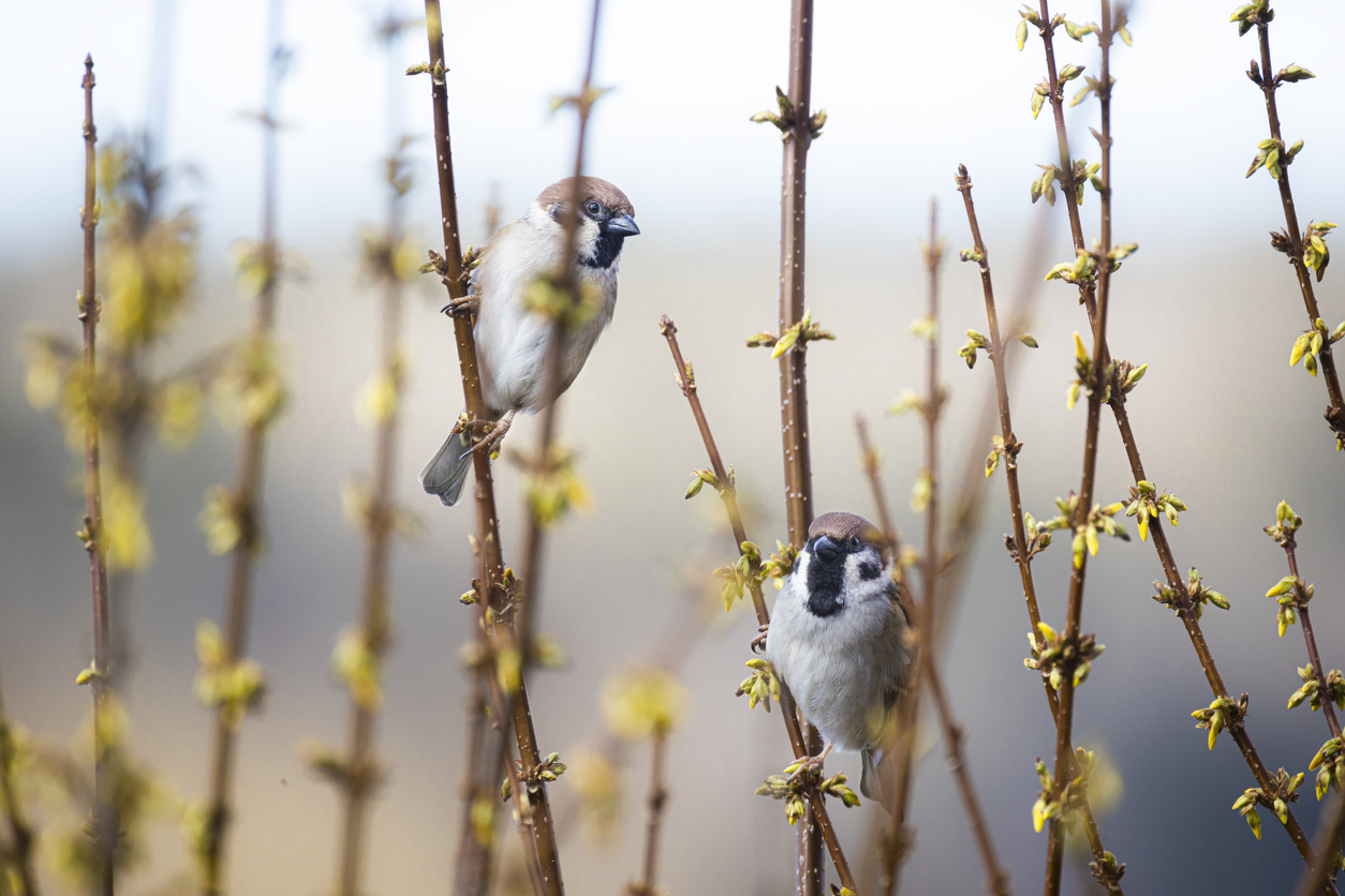 Birds-perch-on-branches-of-forsythia-with-small-blooms.