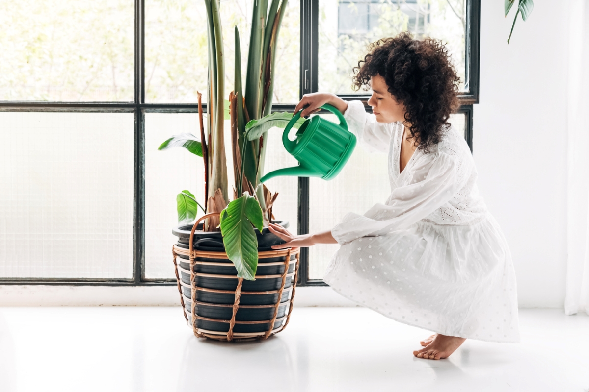 Woman using green container to water large houseplant.