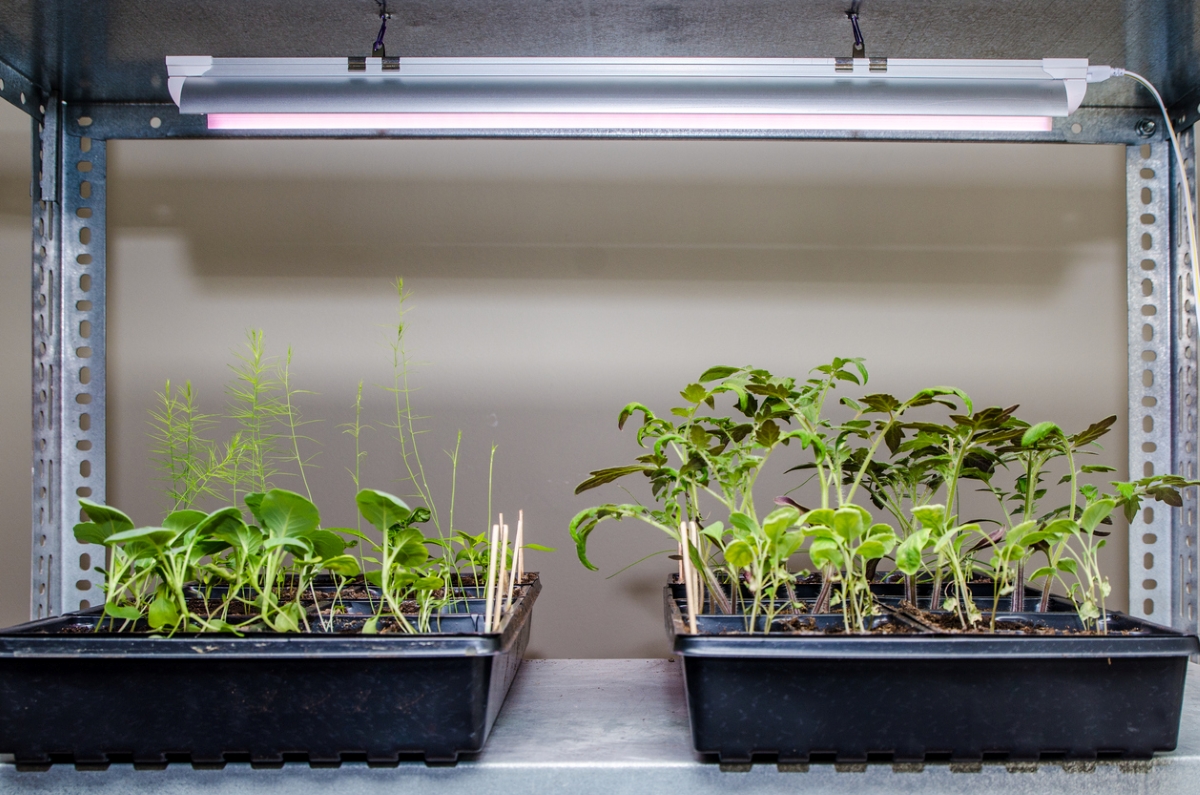 Indoor seedlings under grow lights.