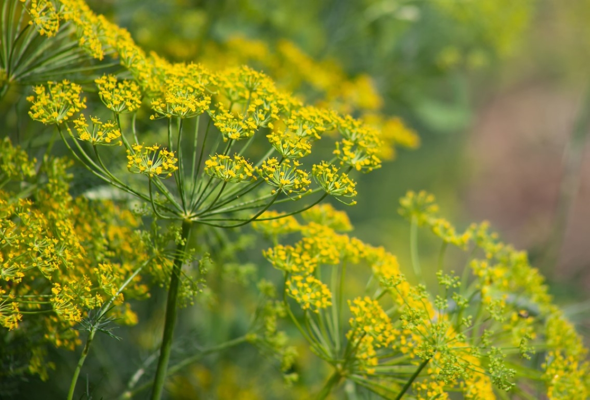 Dill plant bloomed with small yellow flowers.