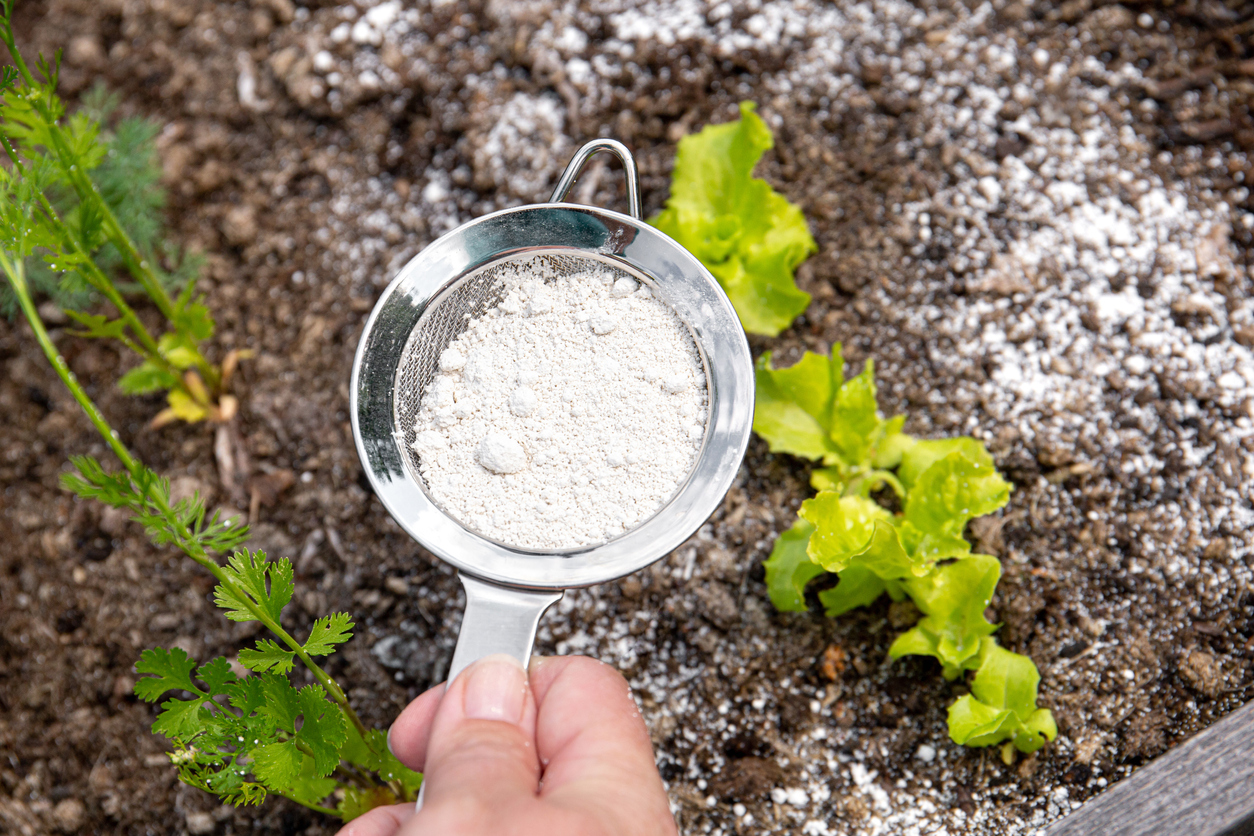 Gardener sprinkling Diatomaceous Earth powder on garden bed using strainer.