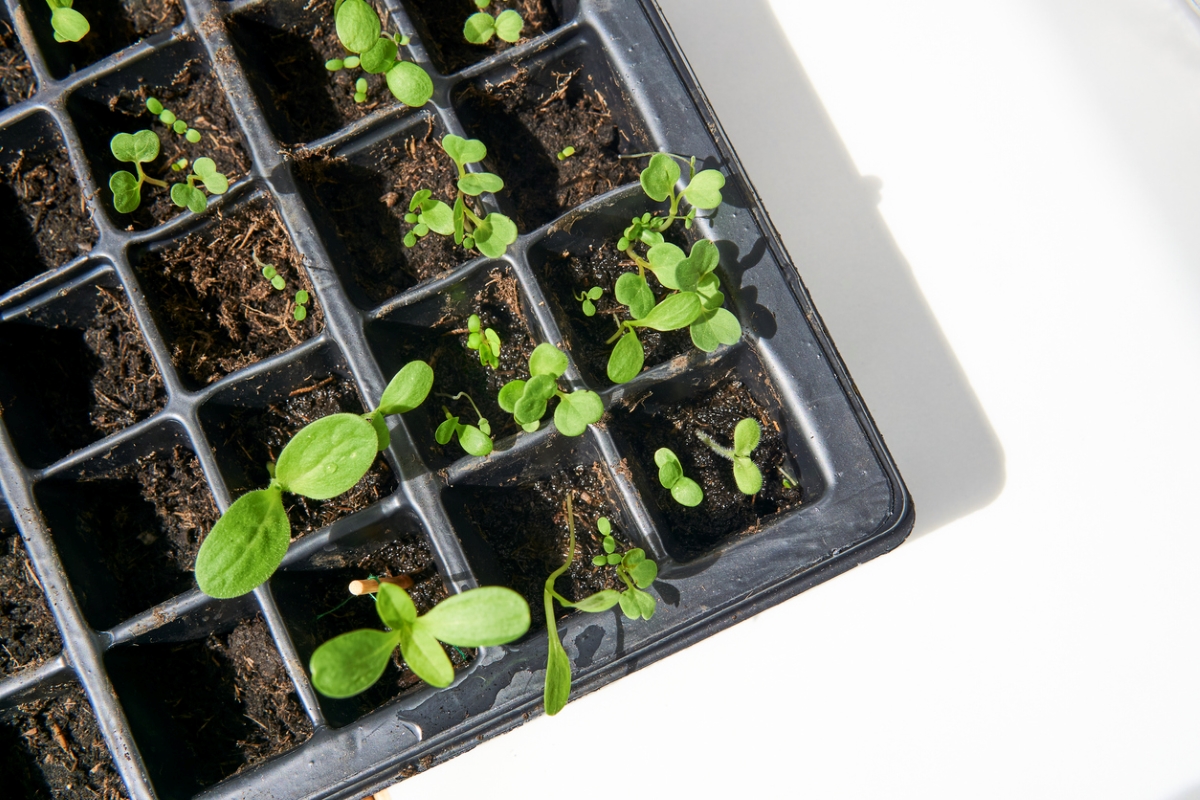 Young plants in black seed tray.