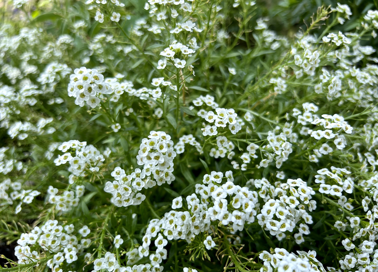 Alyssum blooming abundantly with small, white flowers.