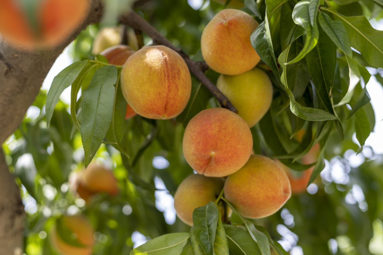 Closeup of ripe peaches on tree.