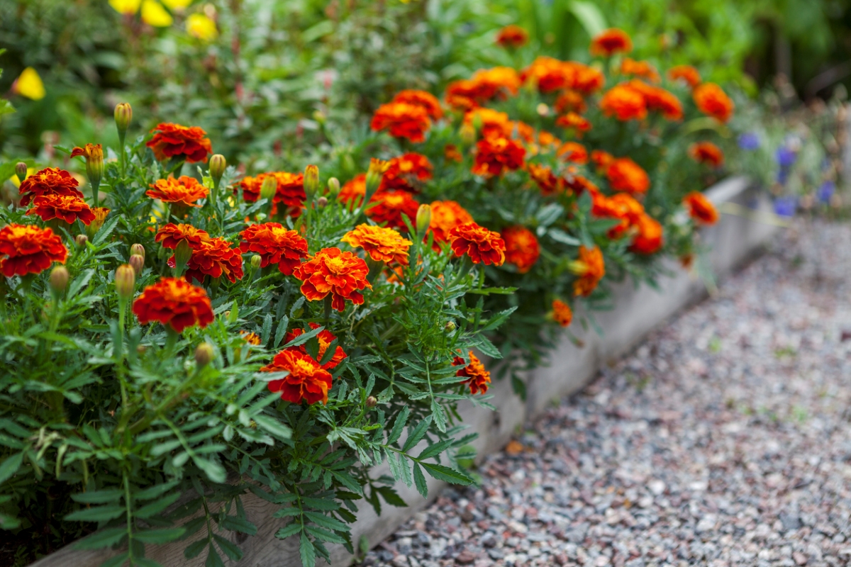 Row of marigold flowers planted along garden bed.