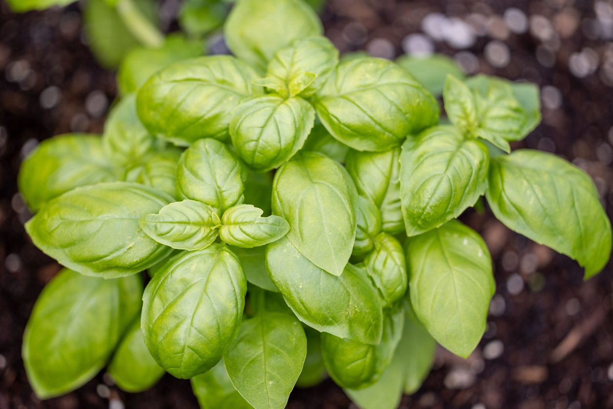 Basil plant growing in the ground.