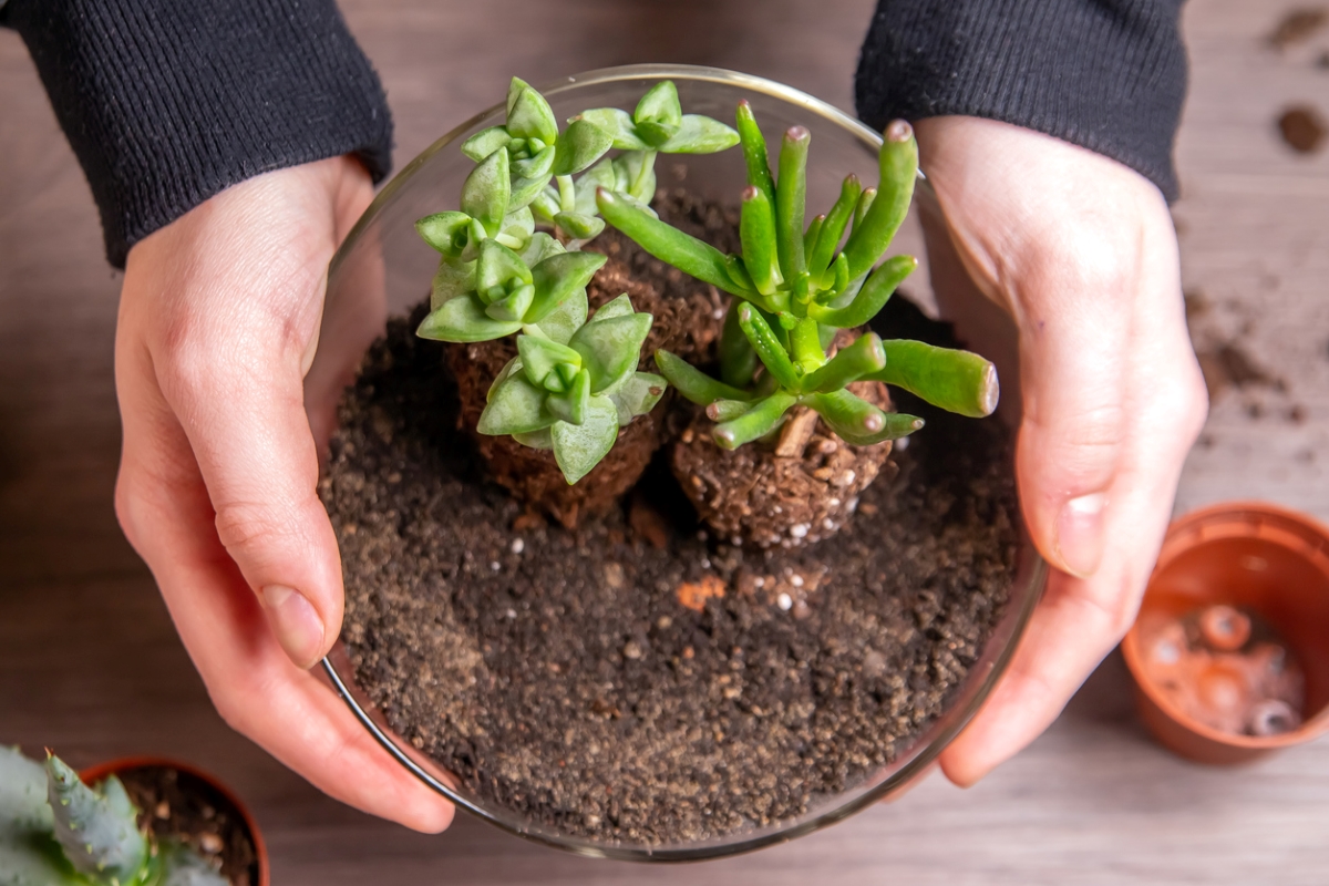 Person holding glass bowl with plants and soil.