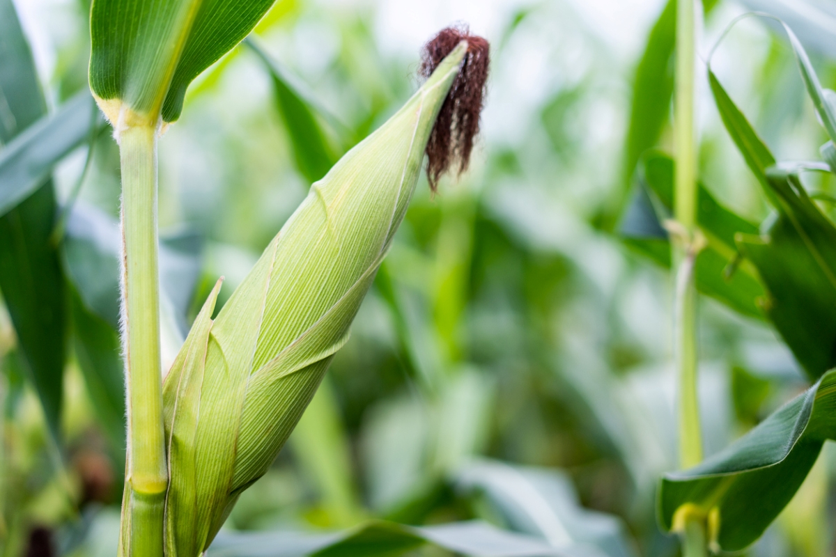 Corn stalk with corn.