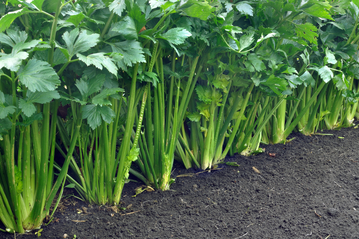 Row of tall celery plants in dirt.