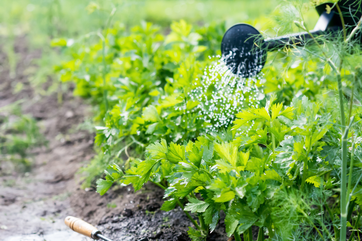 Watering can waters celery plants in outdoor garden.