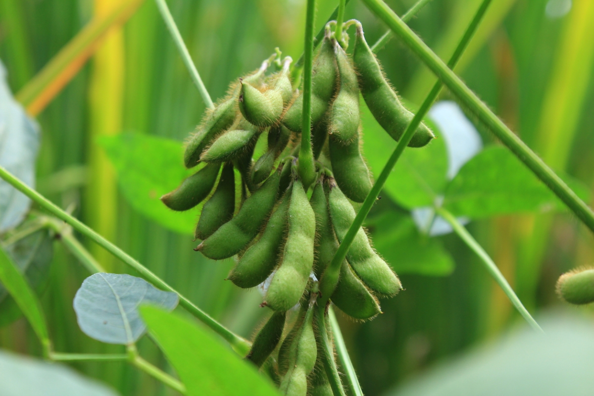 Edamame plant with beans.