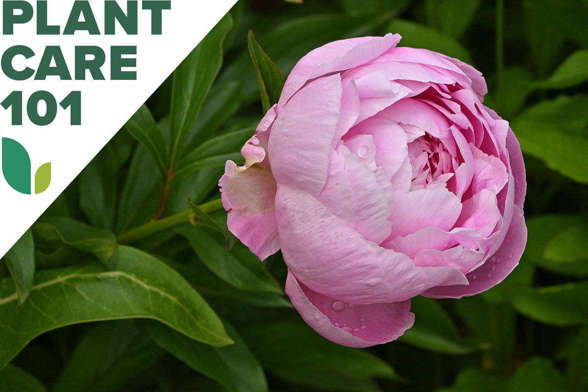 A pink peony in a home garden with a graphic overlay that says plant care 101.