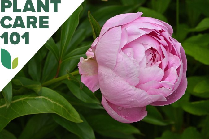 How to Grow Peonies to Achieve the Ultimate Cottage Garden at Home